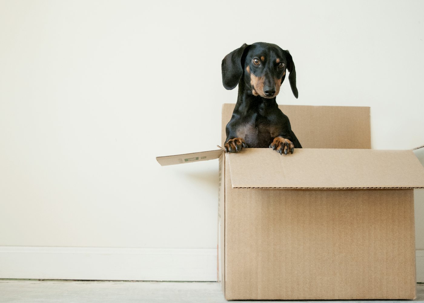 A dachshund peeking out of a cardboard moving box